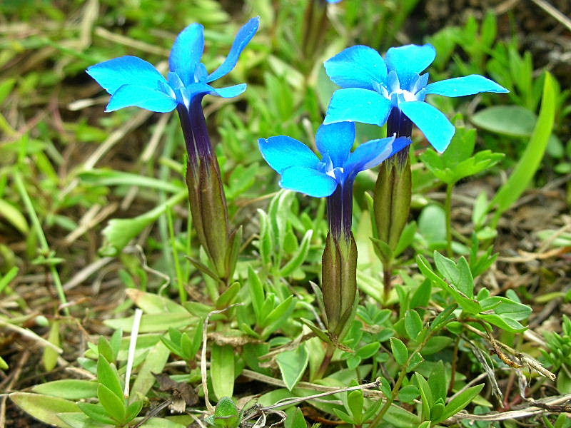 Gentiana verna / Genziana primaticcia